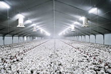 Животноводство